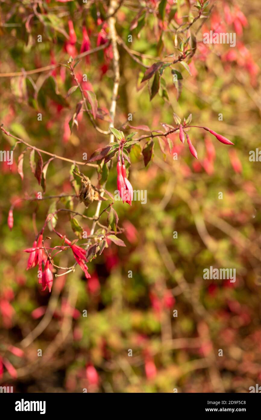 Fuchsia magellanica  (Chilco) delicate blooms and foliage Stock Photo