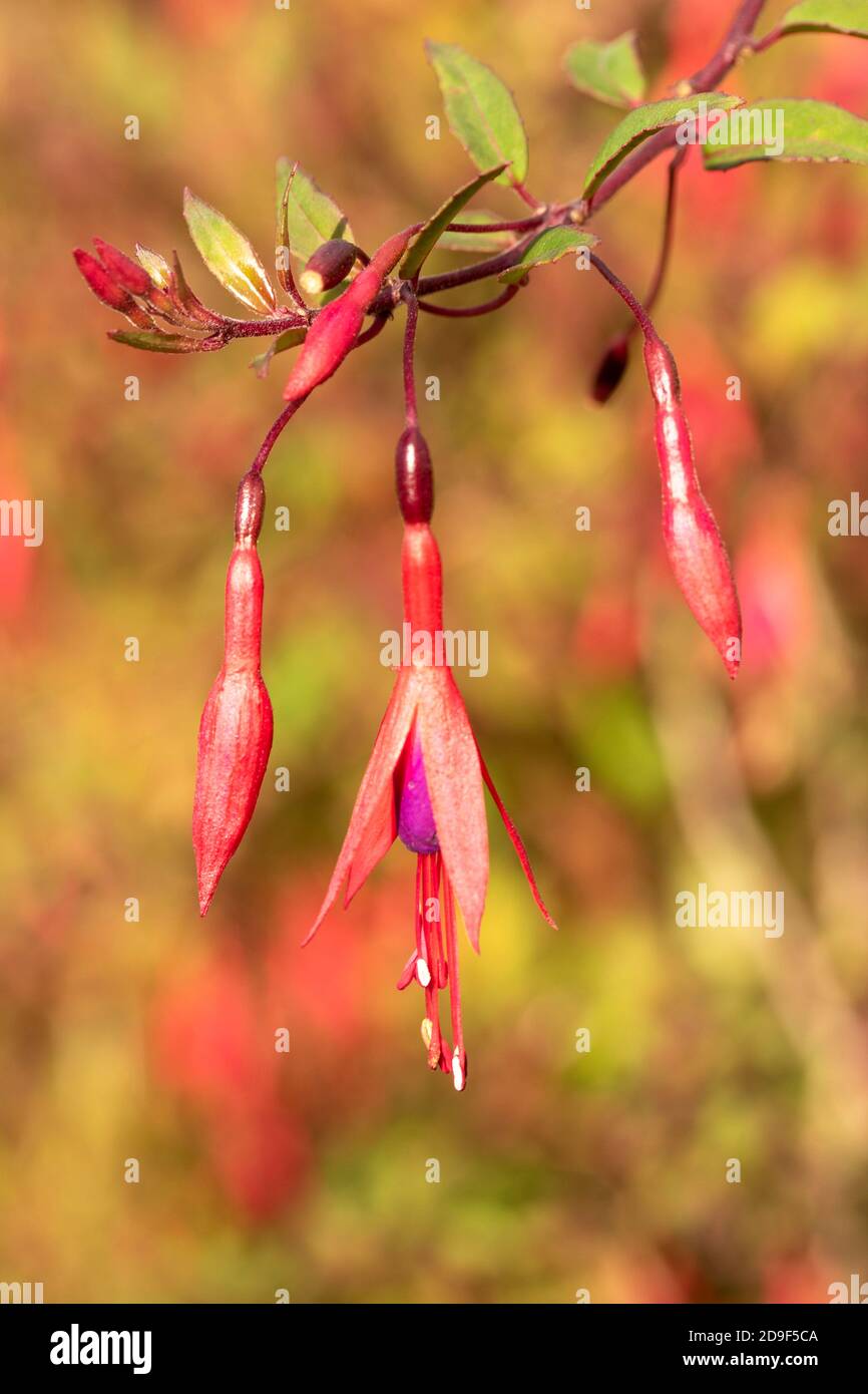 Fuchsia magellanica  (Chilco) delicate blooms and foliage Stock Photo