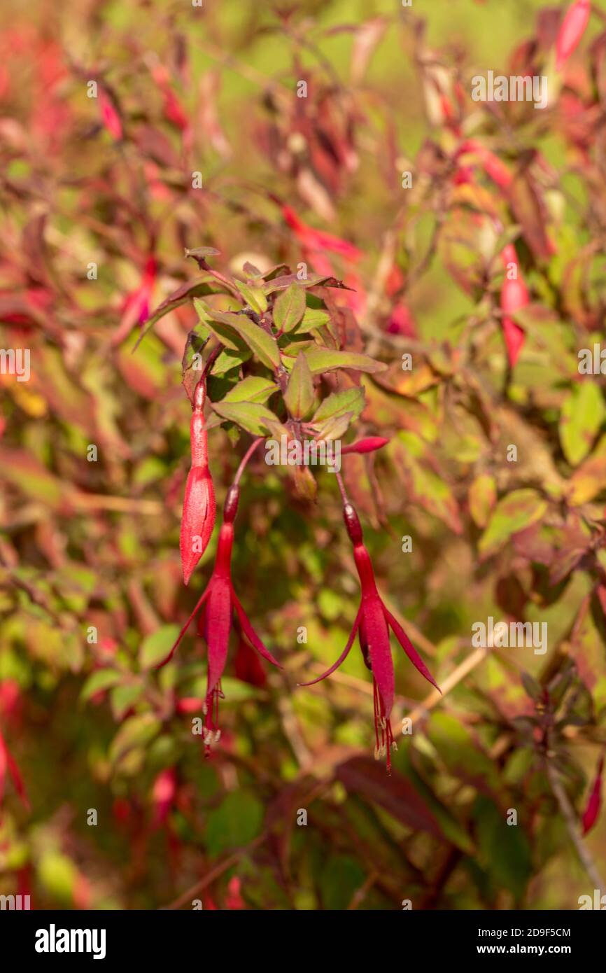 Fuchsia magellanica (Chilco) delicate blooms and foliage Stock Photo ...