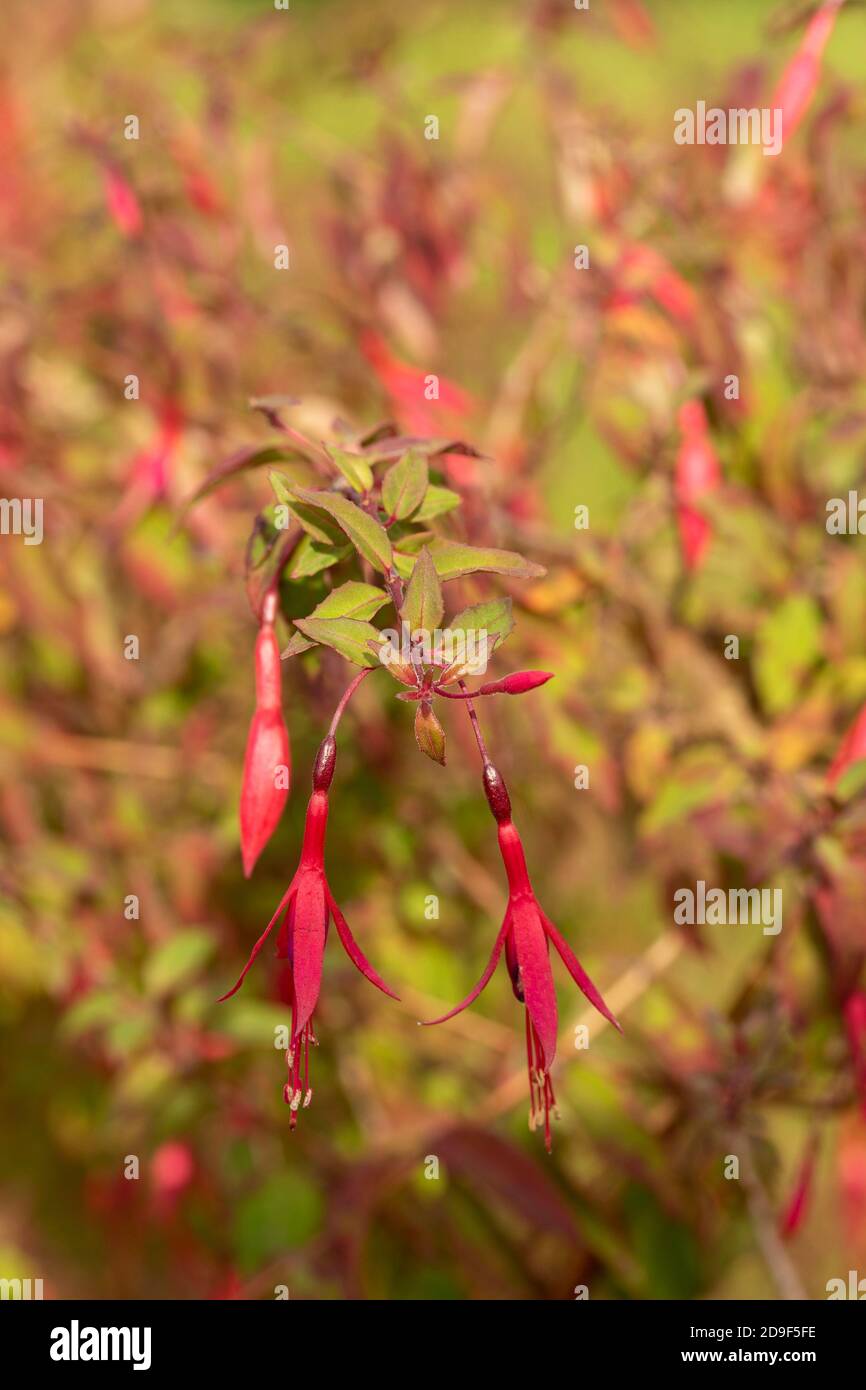 Fuchsia Magellanica flower with out of focus background, natural flower portrait Stock Photo