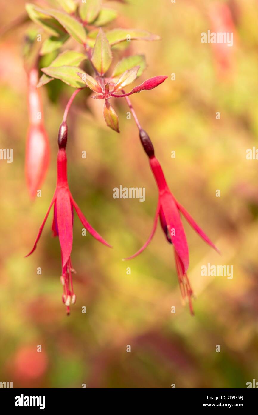 Fuchsia Magellanica flower with out of focus background, natural flower portrait Stock Photo