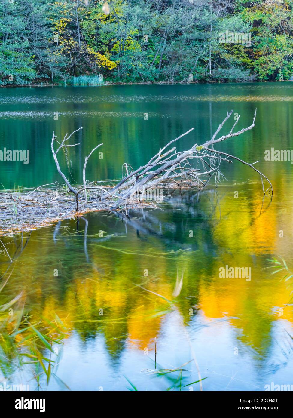 Dried branches protruding from surface National park Plitvice lakes ...