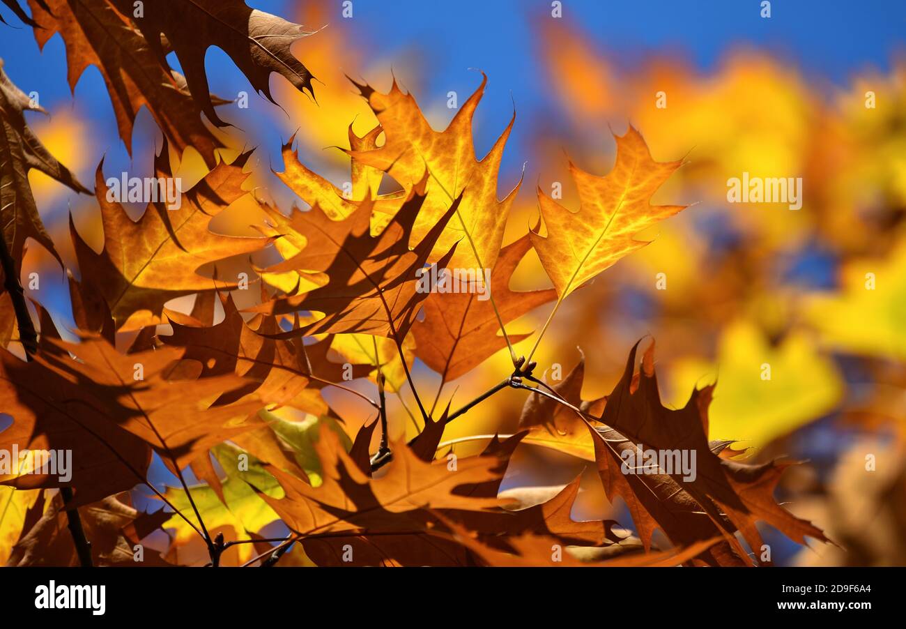 Flaming Autumn leaves. Autumn scenery. Stock Photo