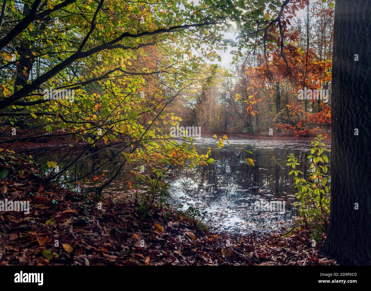 Baum uber dem wasser hires stock photography and images Alamy