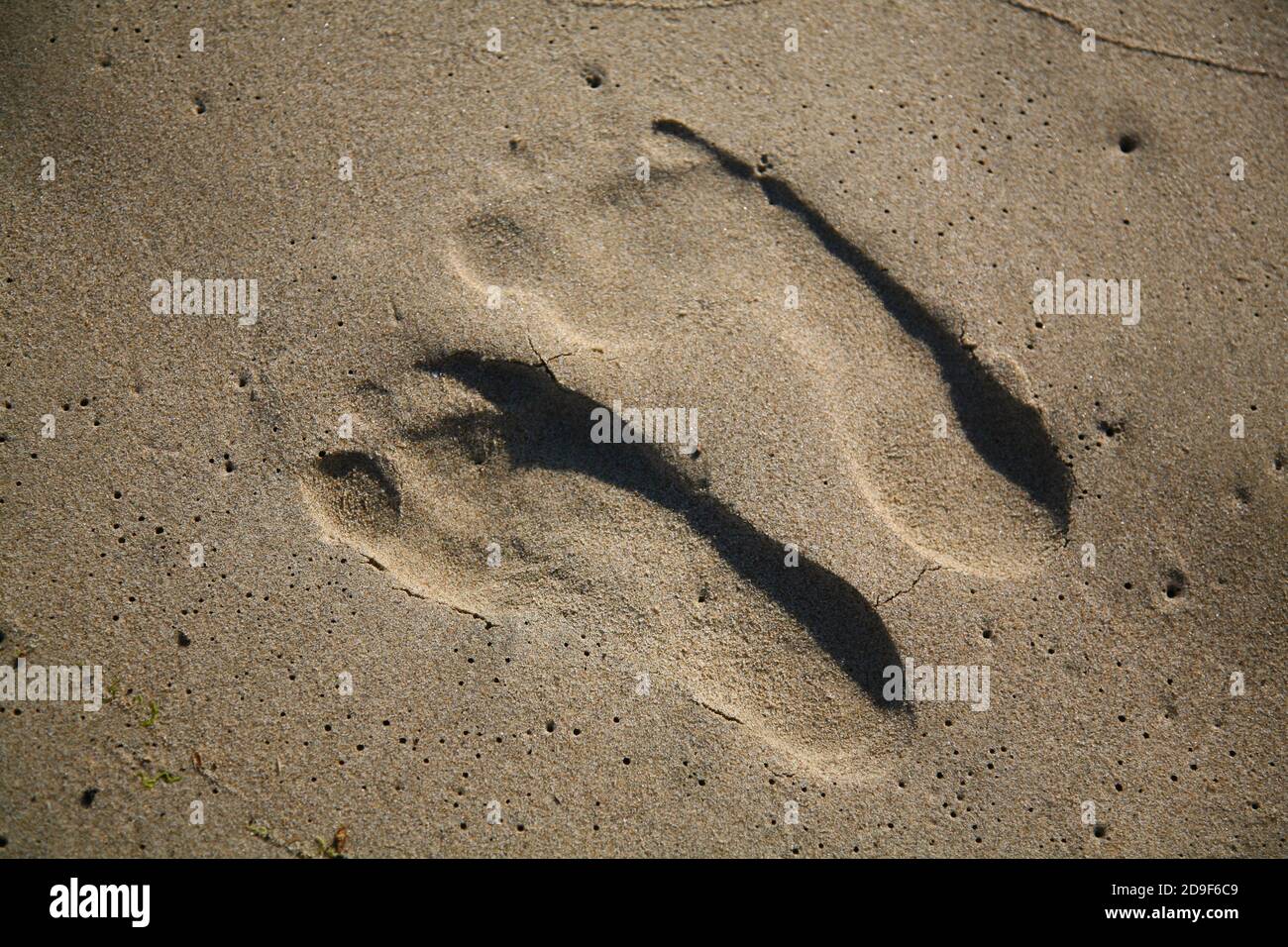 human footprints on the sand Stock Photo