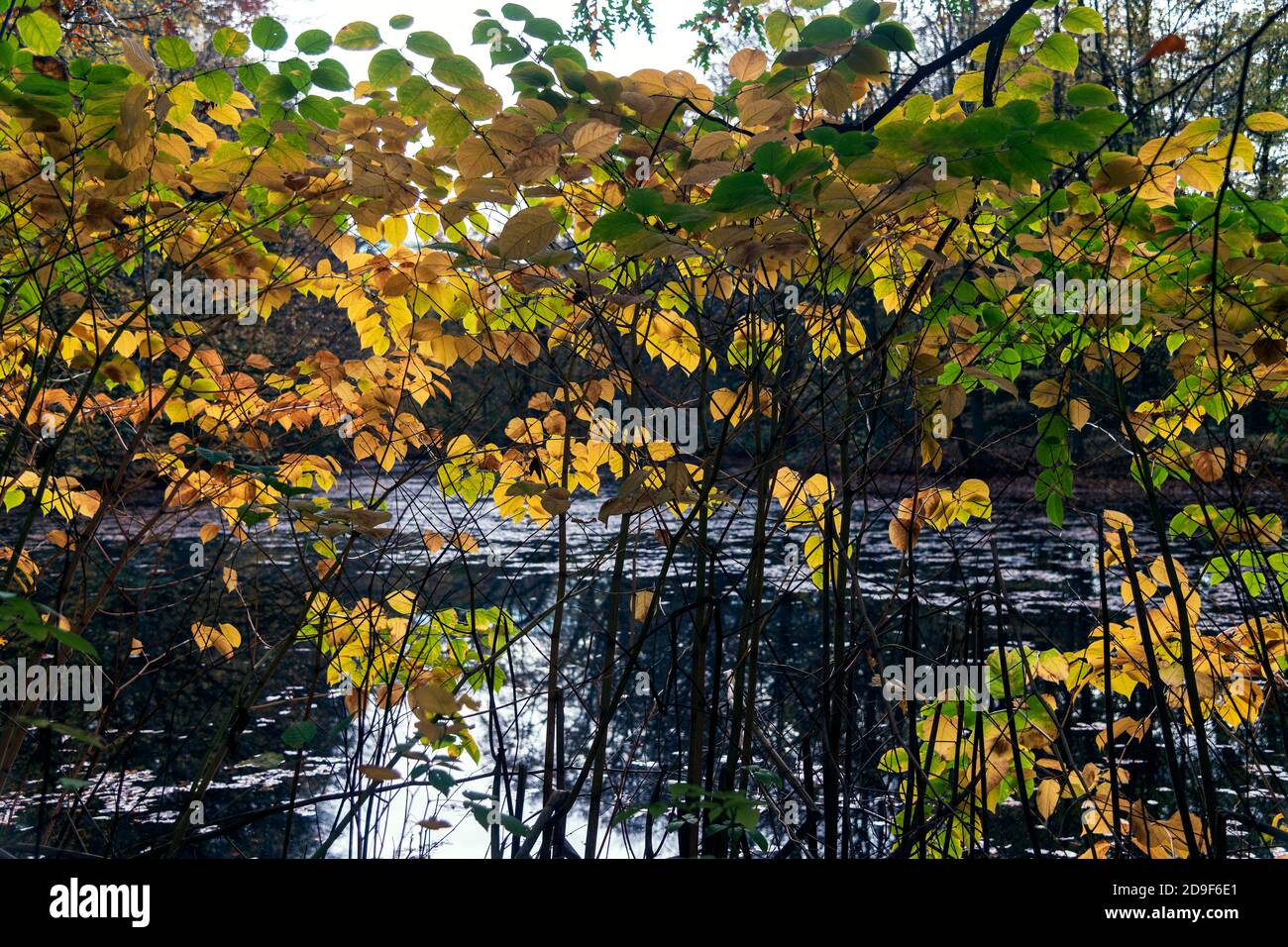 Teich herbst hires stock photography and images Alamy