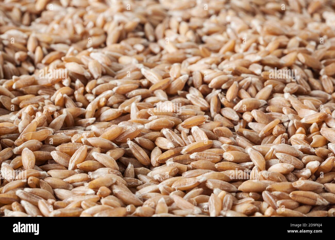 Uncooked spelt grains background Stock Photo
