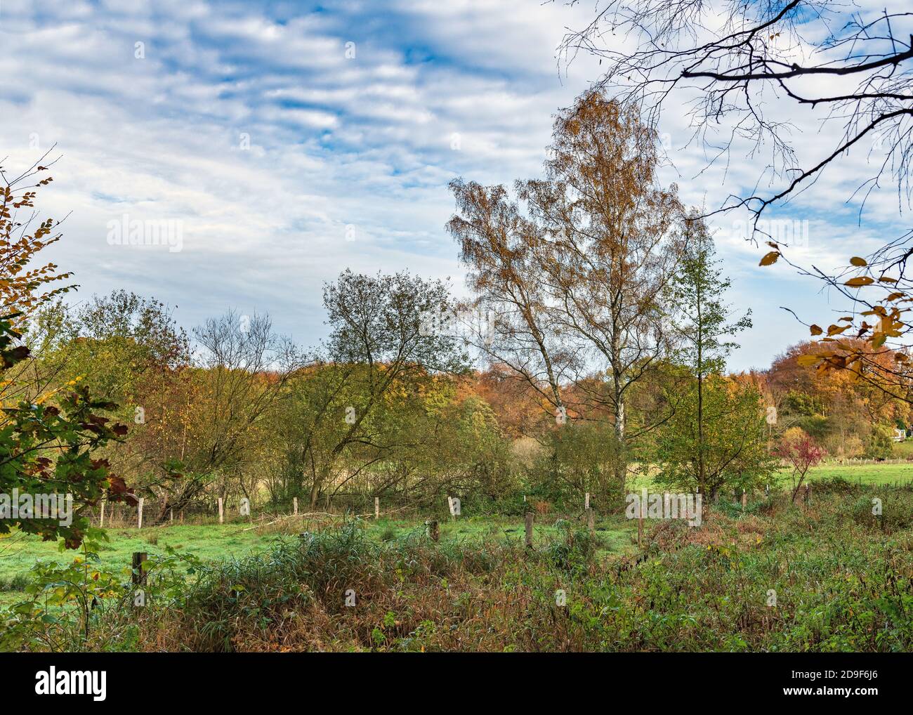 Birke im Herbstgewand Stock Photo