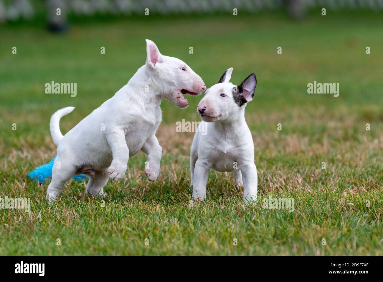 Two miniature bull terrier puppies playing in the grass Stock Photo Alamy