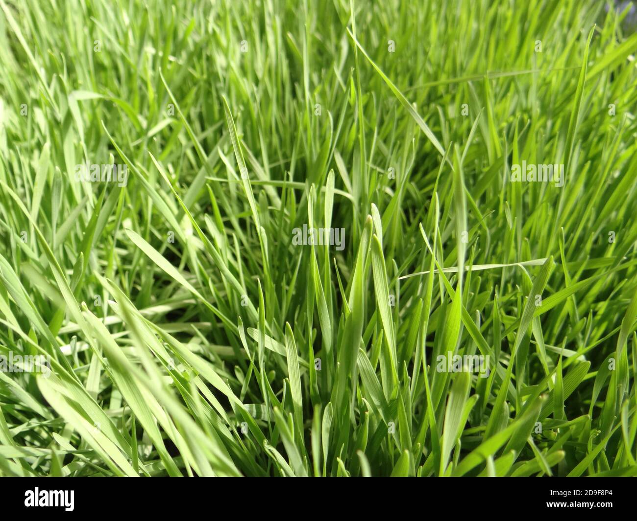 Closeup shot field grass hi-res stock photography and images - Alamy