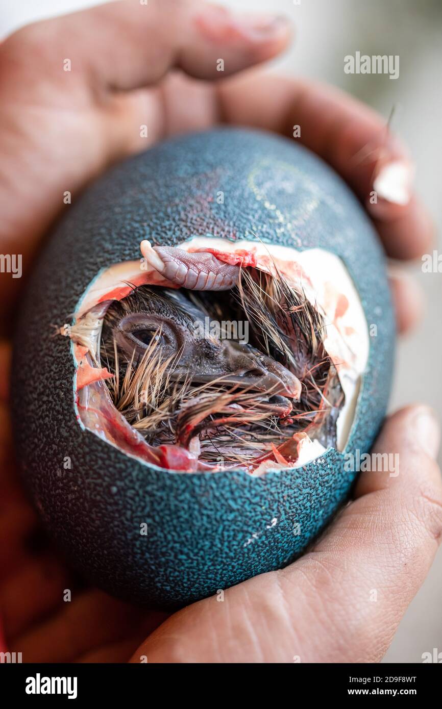 Newborn Emu in the Egg Stock Photo