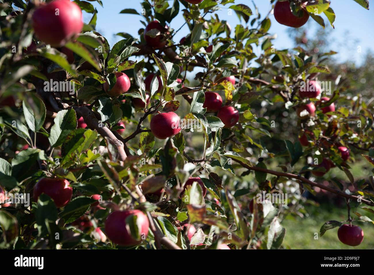 Close up of red ripe apples on branches of apple tree in an orchard ...