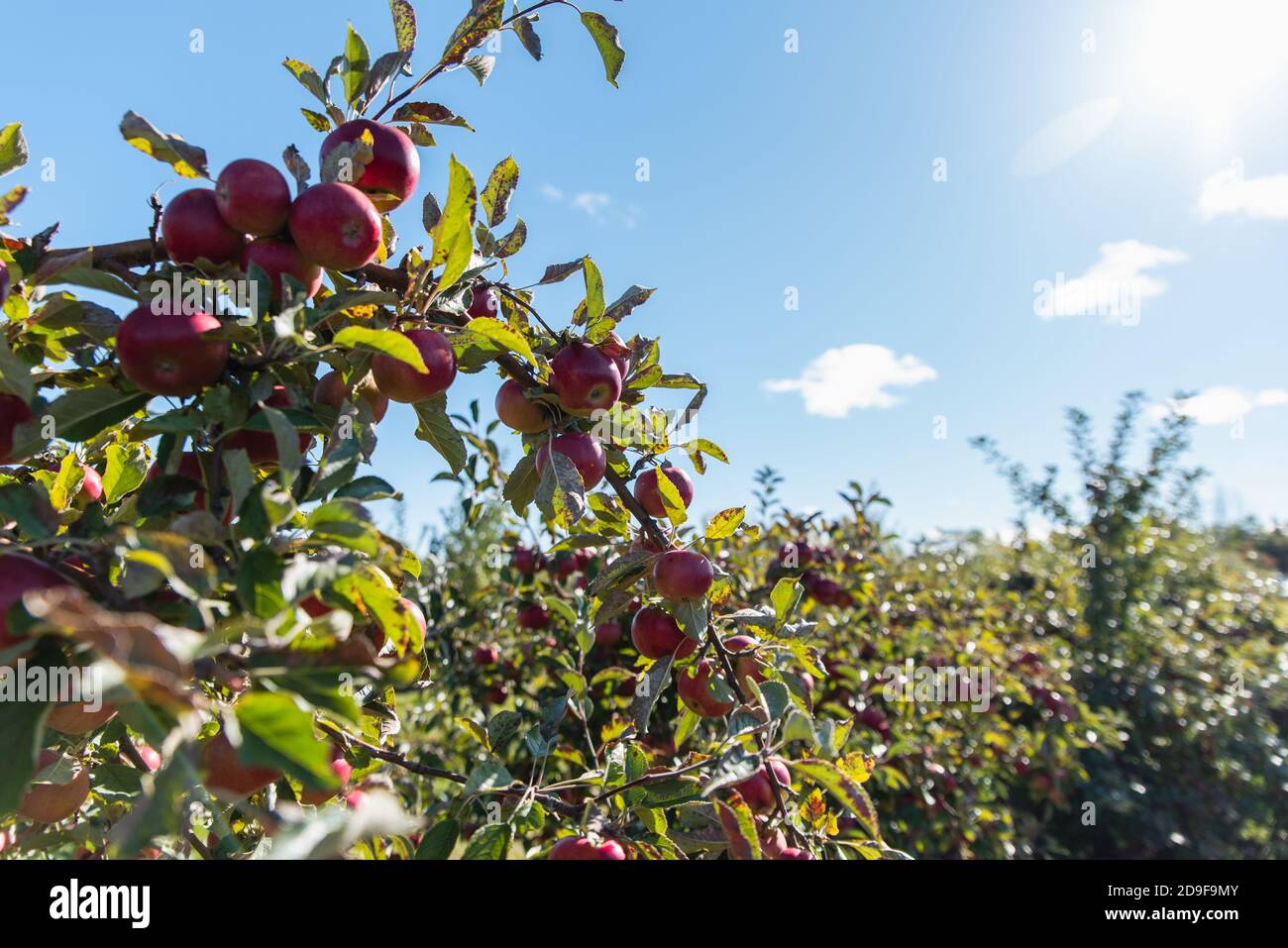 Close up of red ripe apples on branches of apple tree in an orchard ...