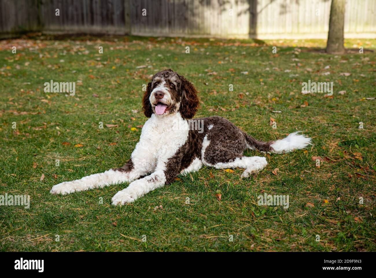 Adult brown and white bernedoodle dog laying on the grass outdoors