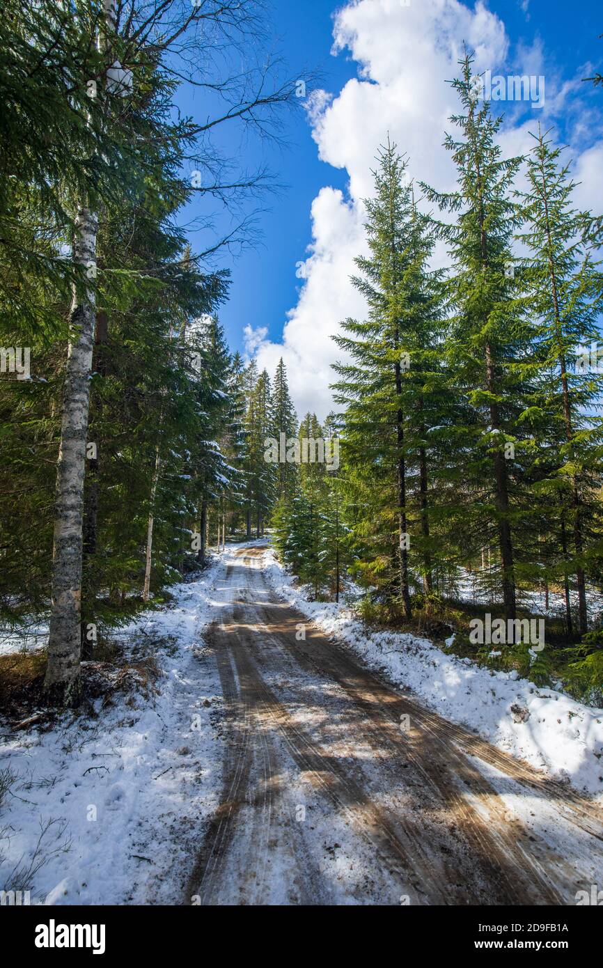 Forest road at Spring , Finland Stock Photo - Alamy