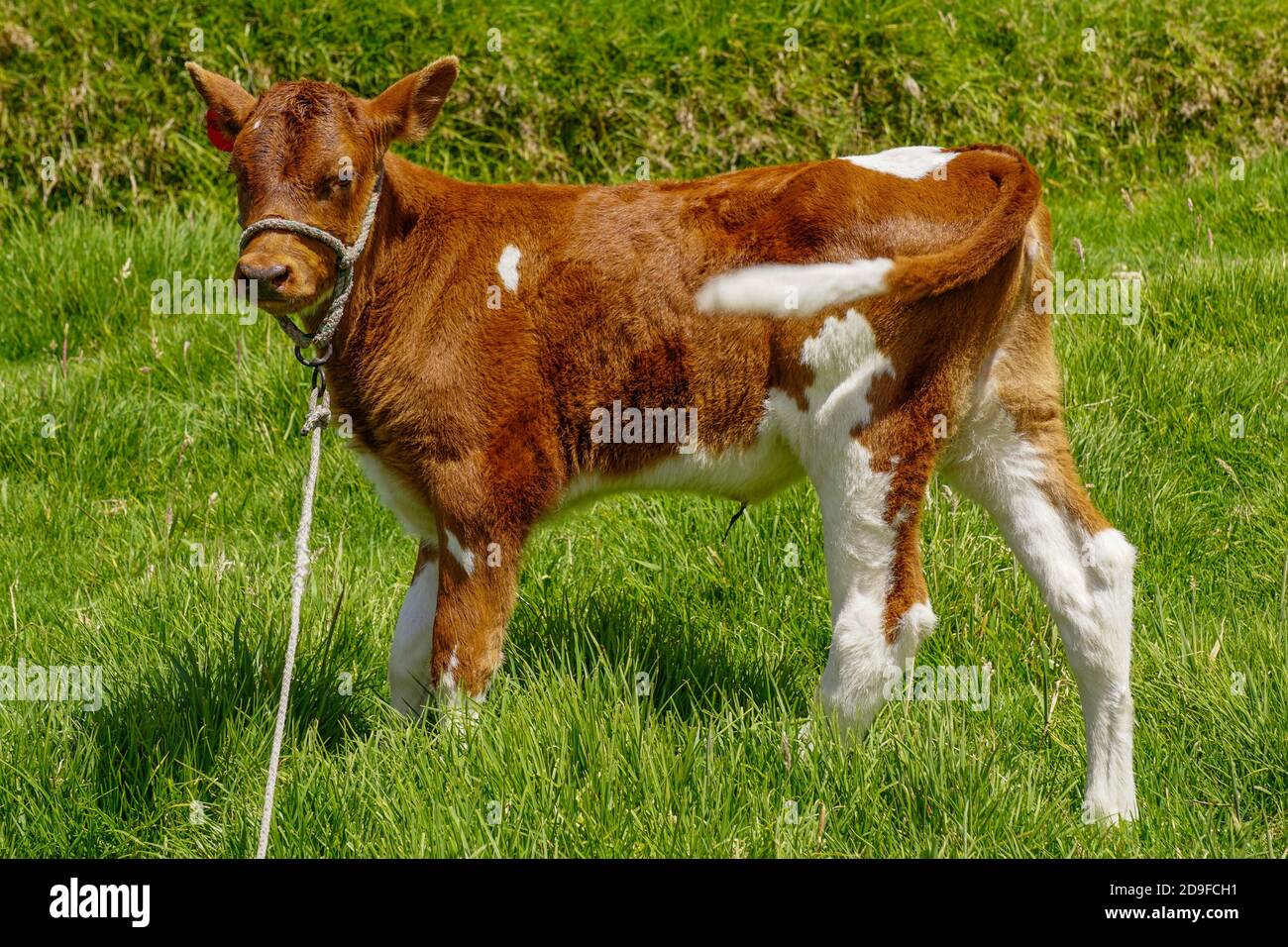 Closeup shot of a brown and white cow on the farm Stock Photo - Alamy