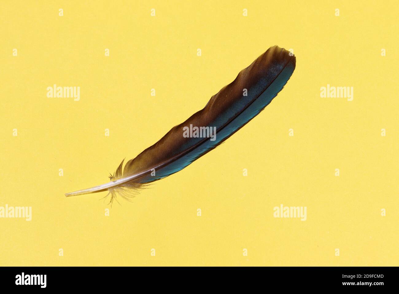 Feather with yellow background Stock Photo