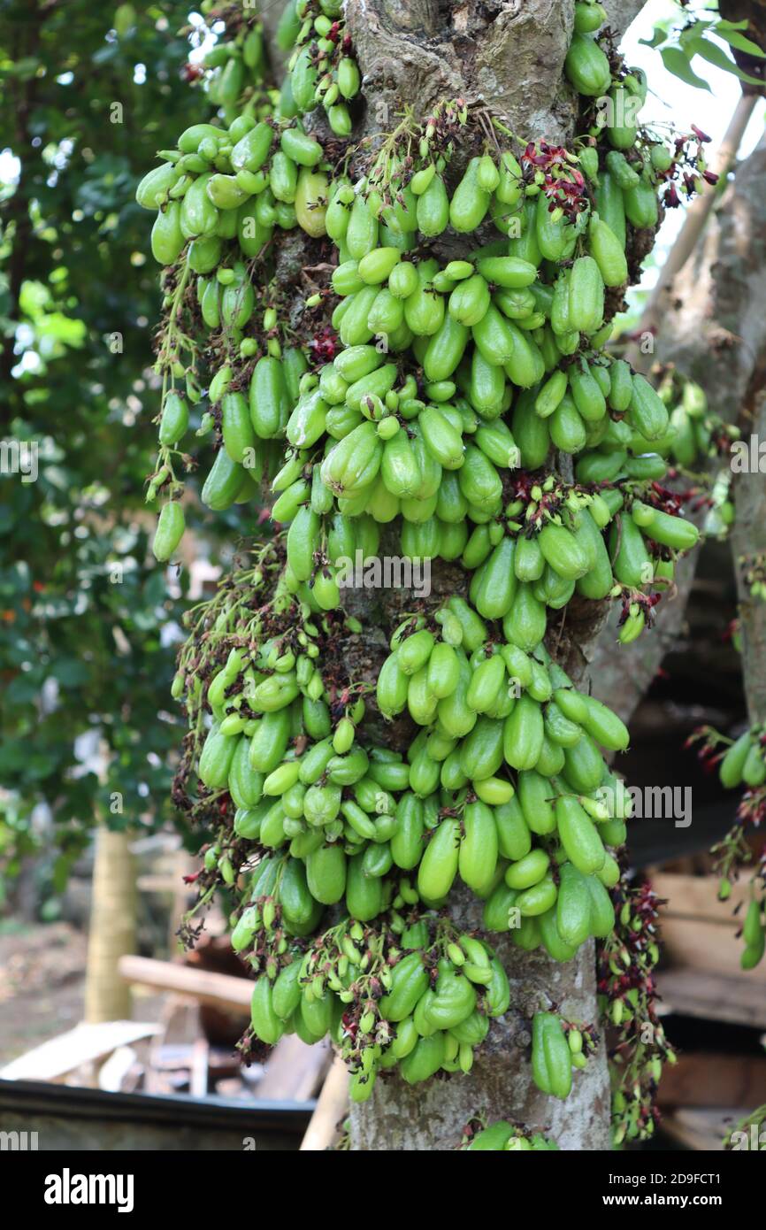 Winneconne, WI - 19 July 2020: A package of Hitschies sour fruit chew on an  isolated background Stock Photo - Alamy