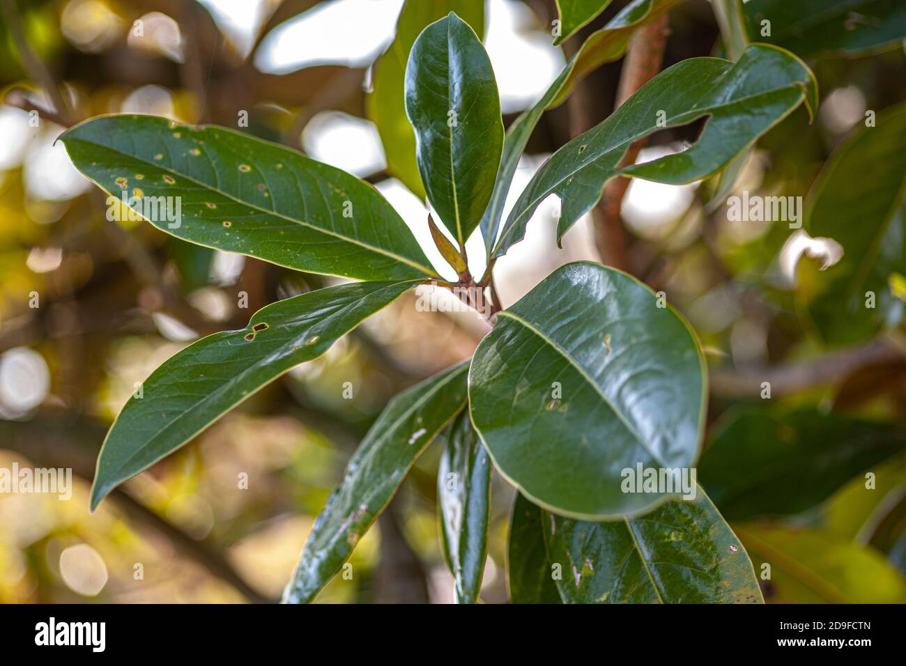 Magnolia leaves detail, image taken during spring season Stock Photo