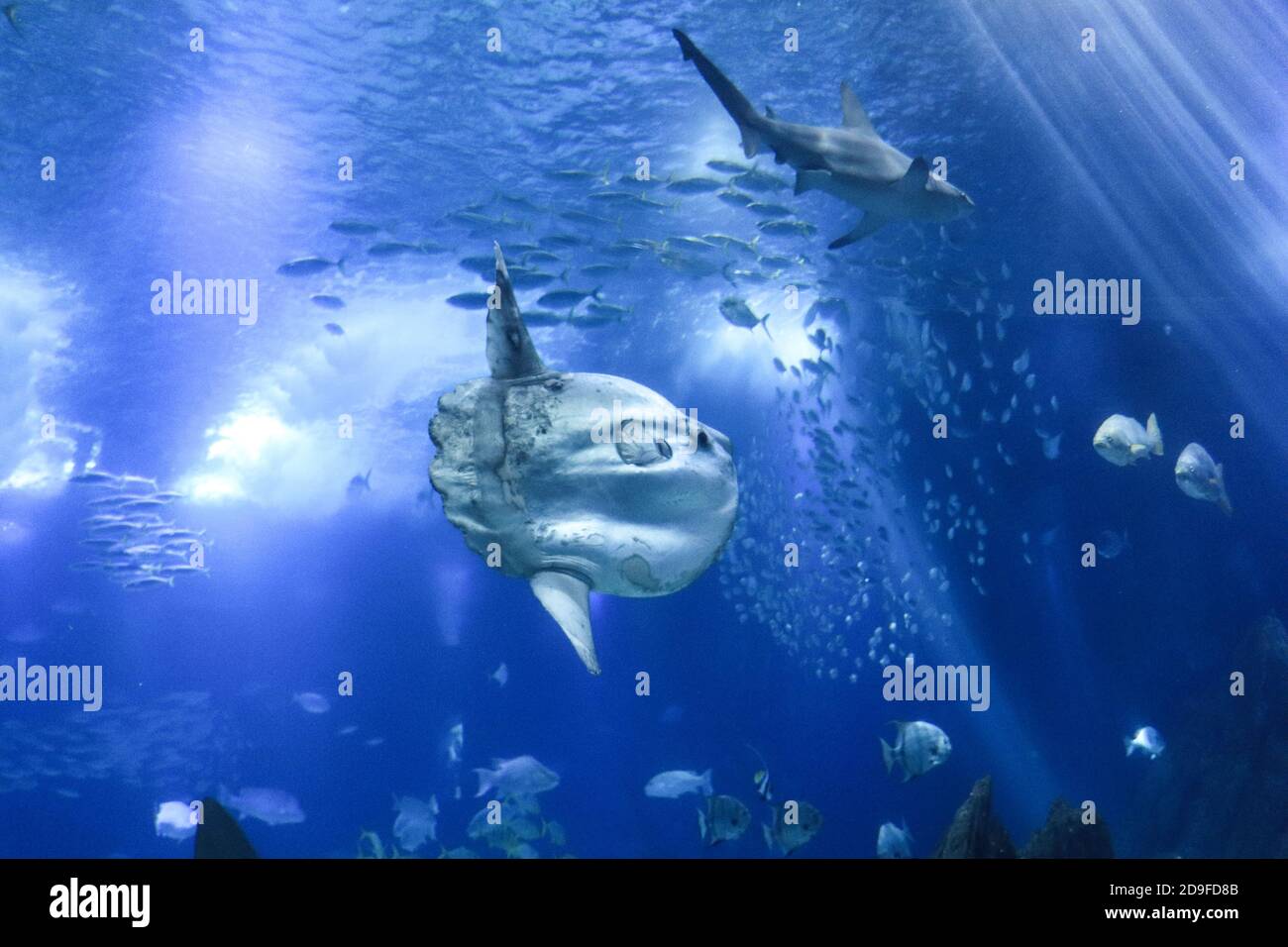 sunfish (moonfish) swimms in blue ocean water Stock Photo