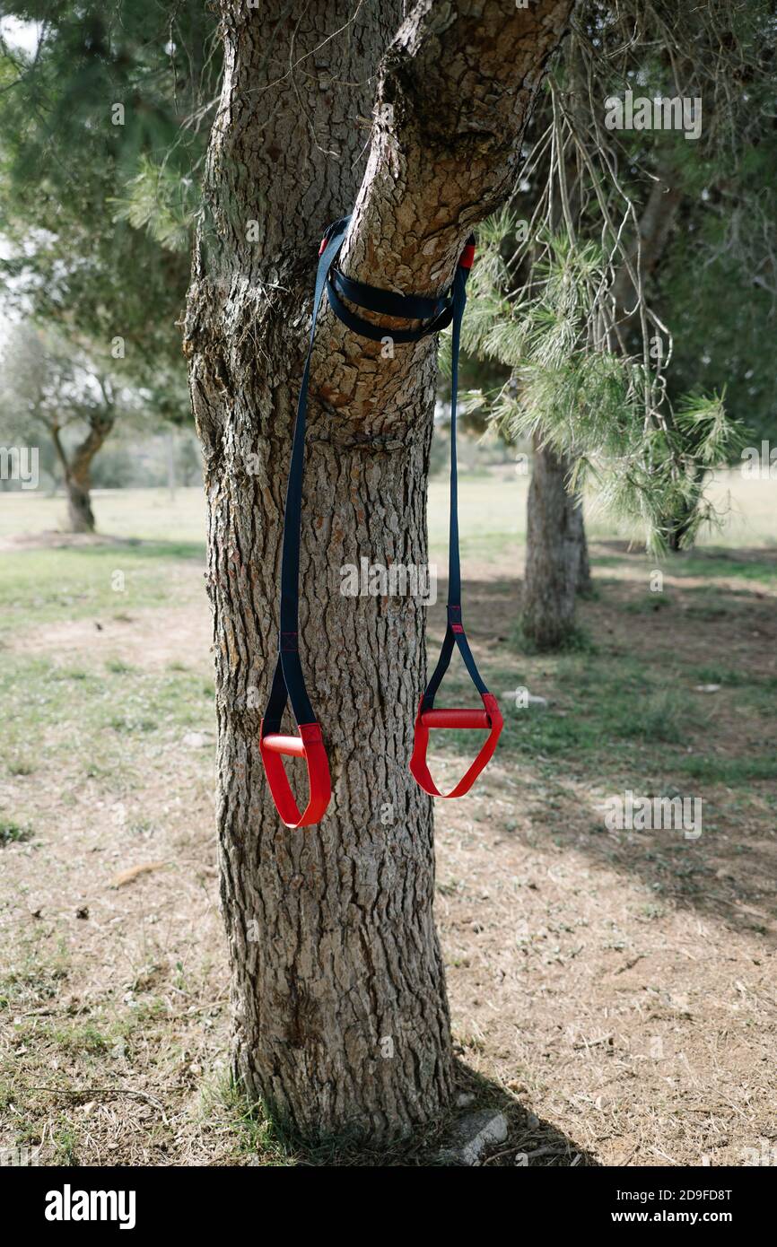 TRX sport team. strap training ropes hanging on a tree Stock Photo Alamy
