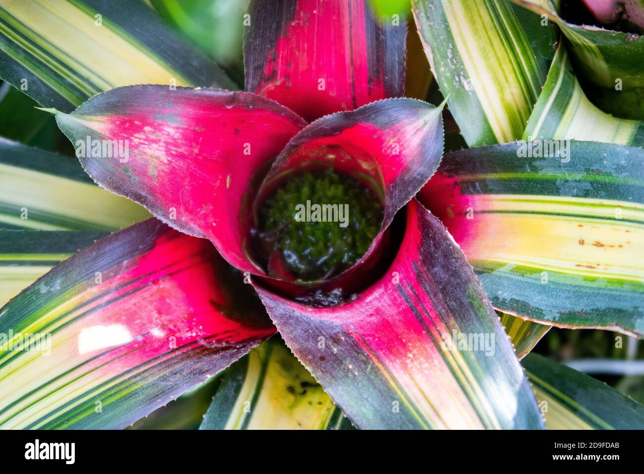 Bromeliad (Bromeliaceae) vivid pink flower with green leaves and water inside, top-down perspective, close-up view. Stock Photo