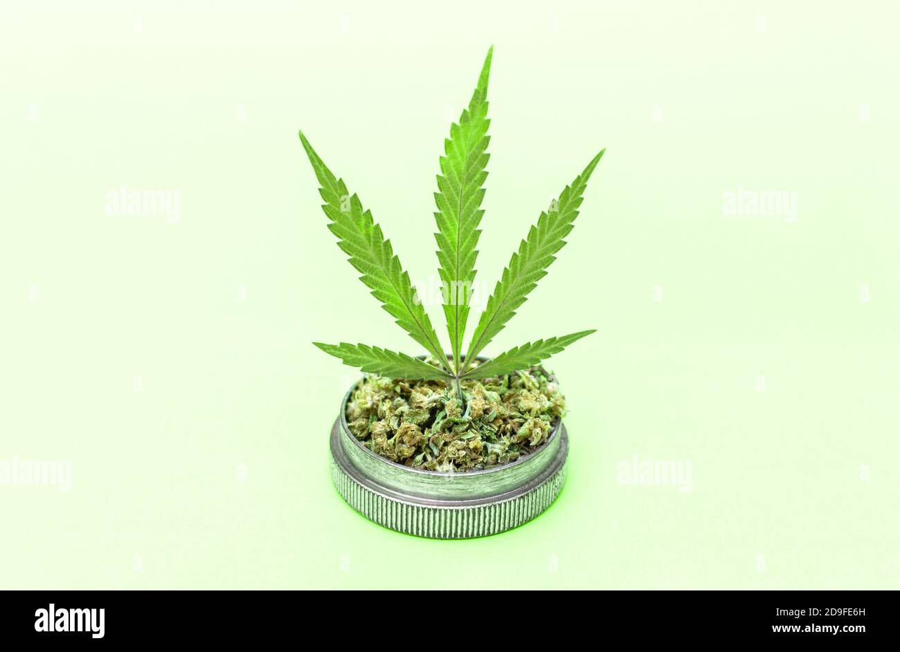 Marijuana leaf on grinder full of chopped weed on light green