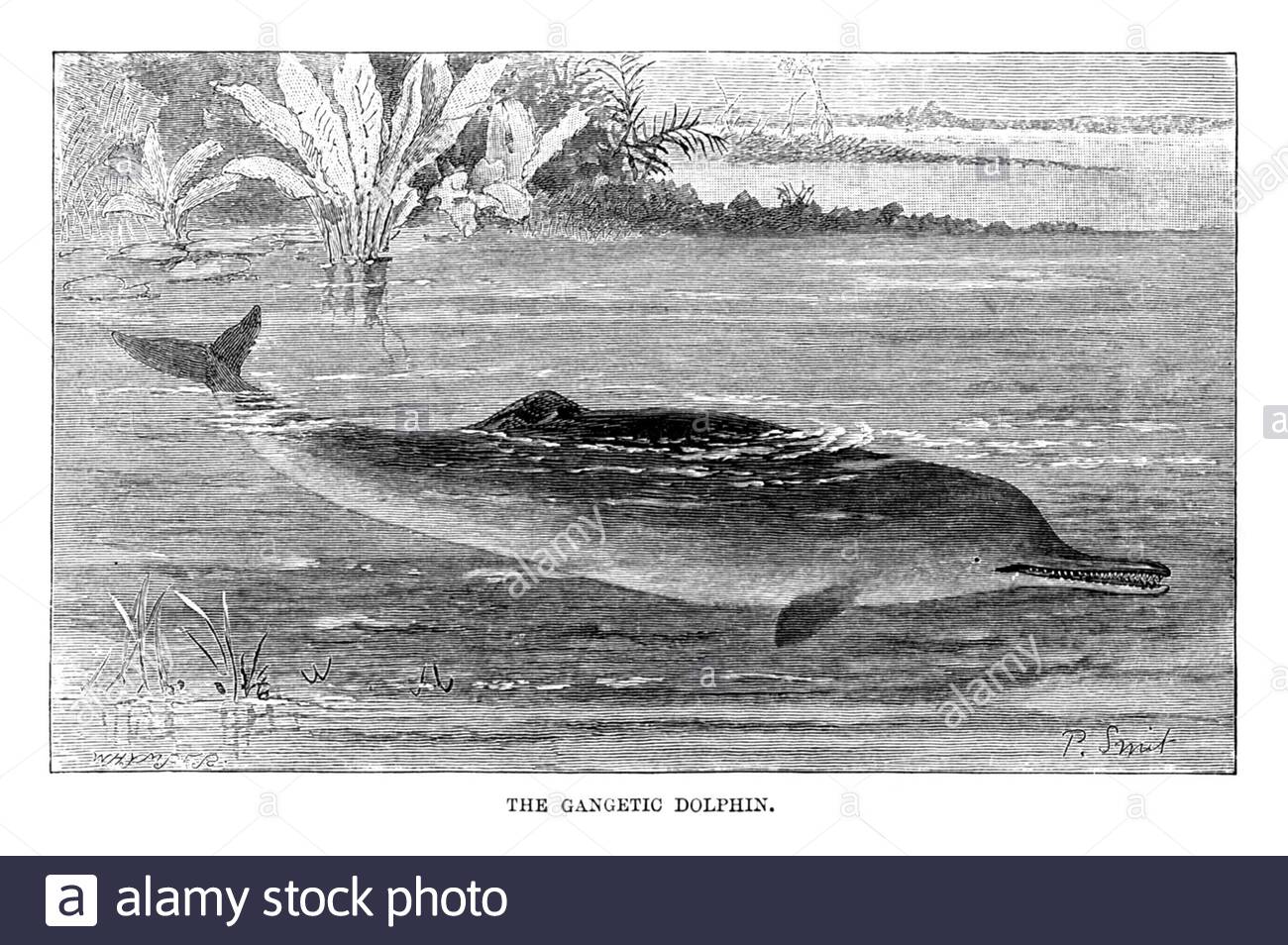 Gangetic dolphin, vintage illustration from 1894 Stock Photo