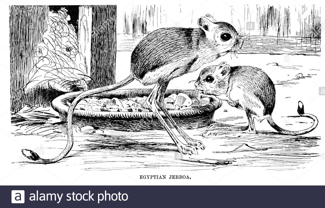 Egyptian jerboa Black and White Stock Photos & Images - Alamy