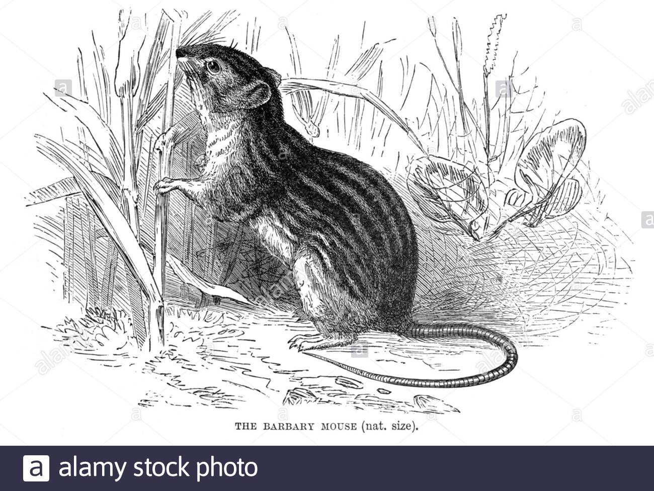 Barbary Mouse, vintage illustration from 1894 Stock Photo