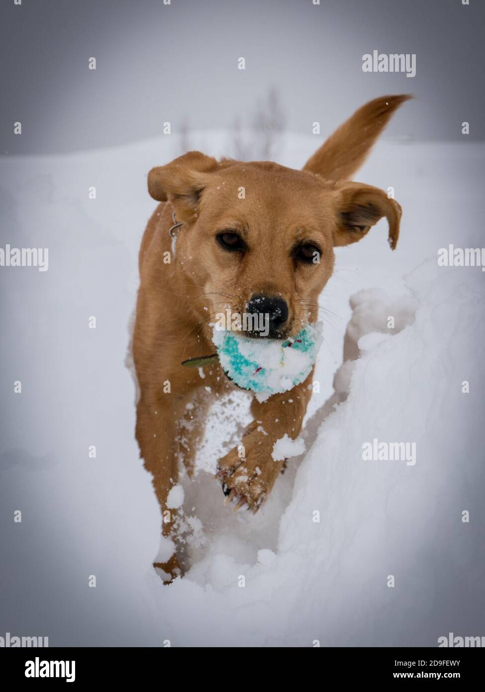 Lotta with ball in the snow Stock Photo