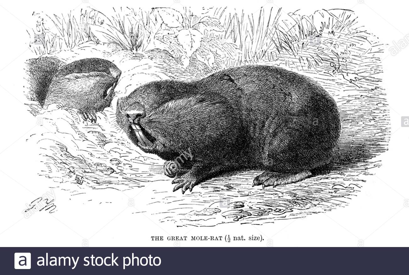Great Mole Rat, vintage illustration from 1894 Stock Photo