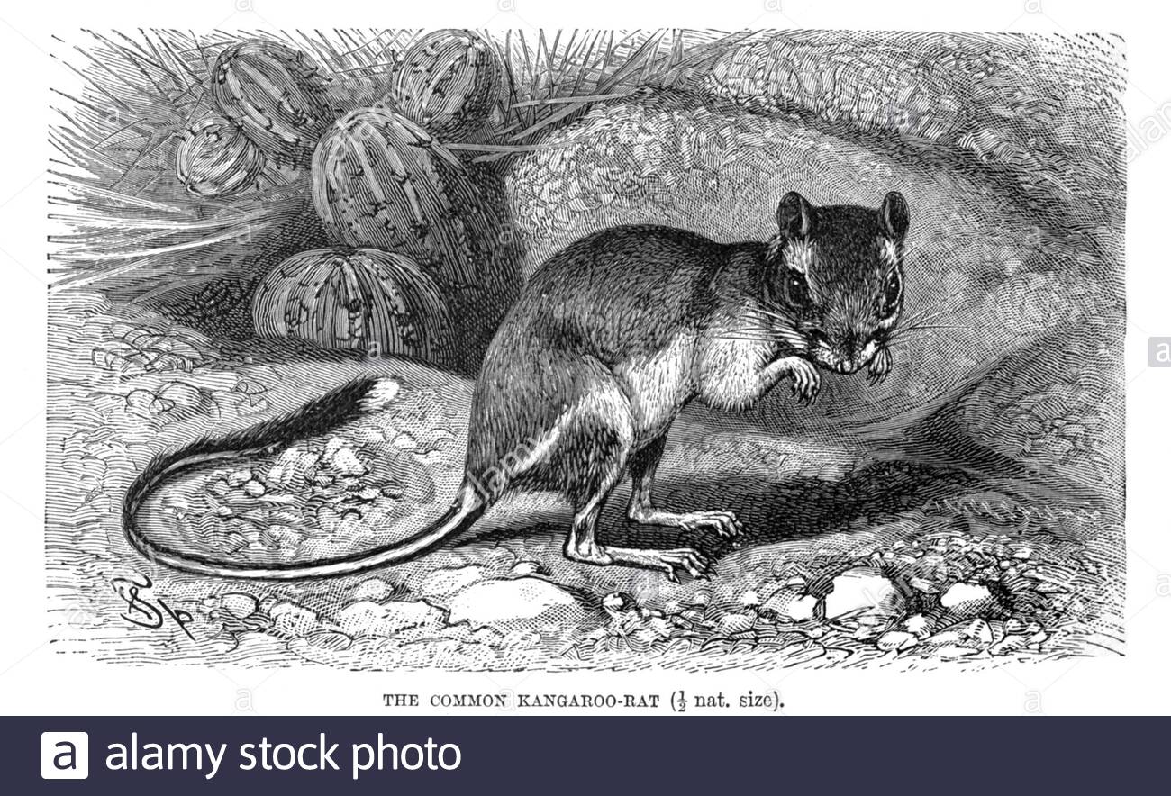 Common Kangaroo Rat, vintage illustration from 1894 Stock Photo