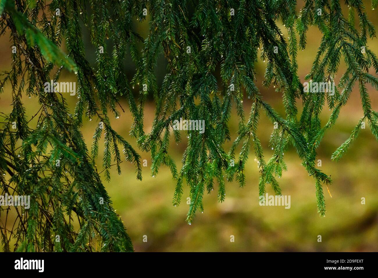 Spruce tree needles with rains drops. Stock Photo