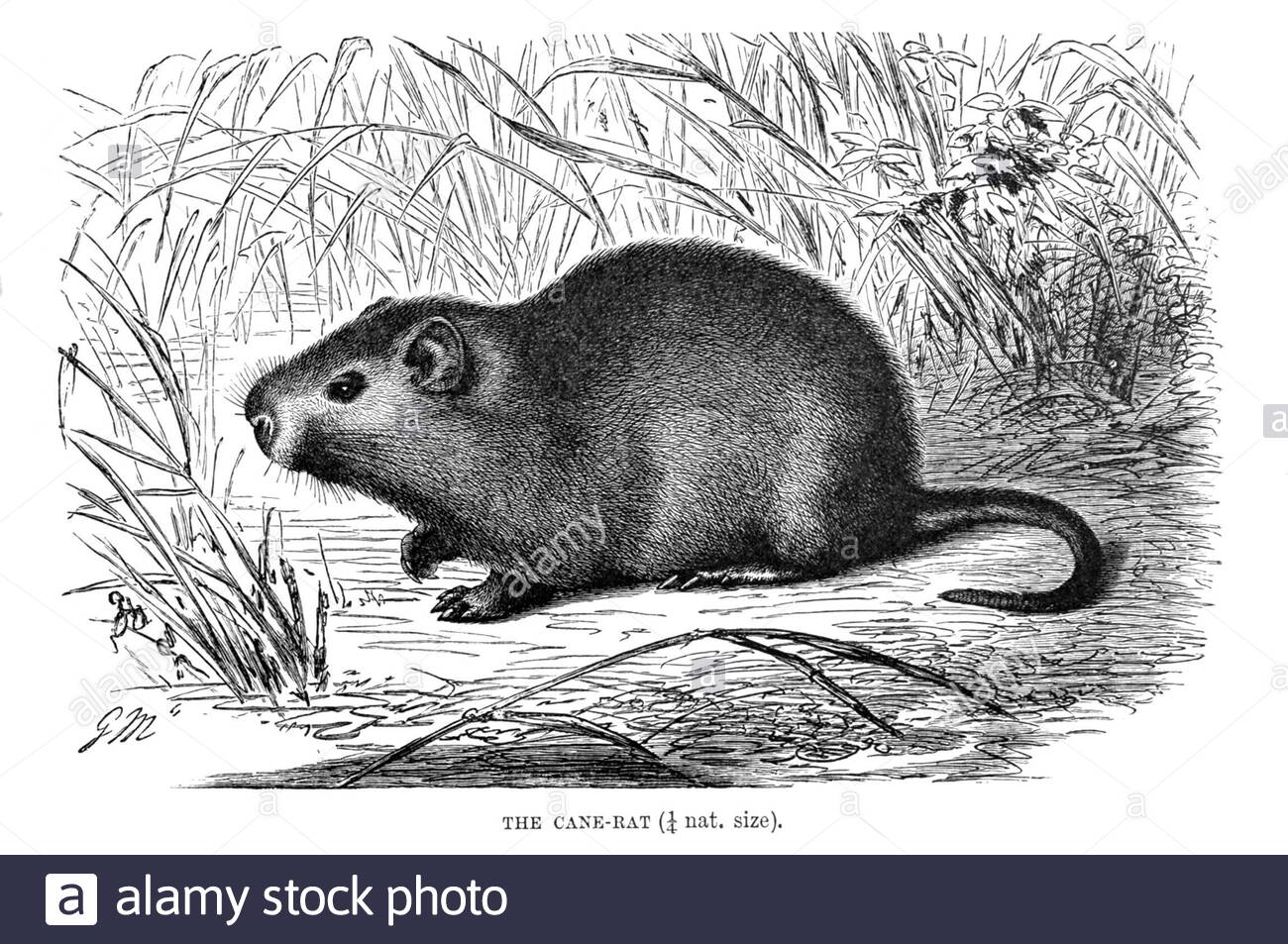 Cane Rat, vintage illustration from 1894 Stock Photo