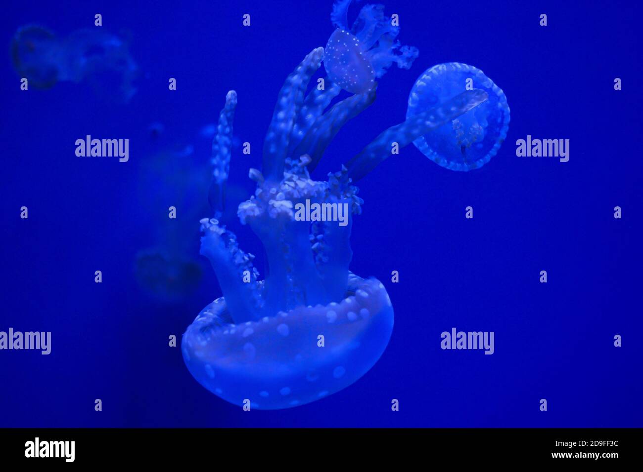 Closeup shot of jellyfish swimming in the blue waters Stock Photo - Alamy