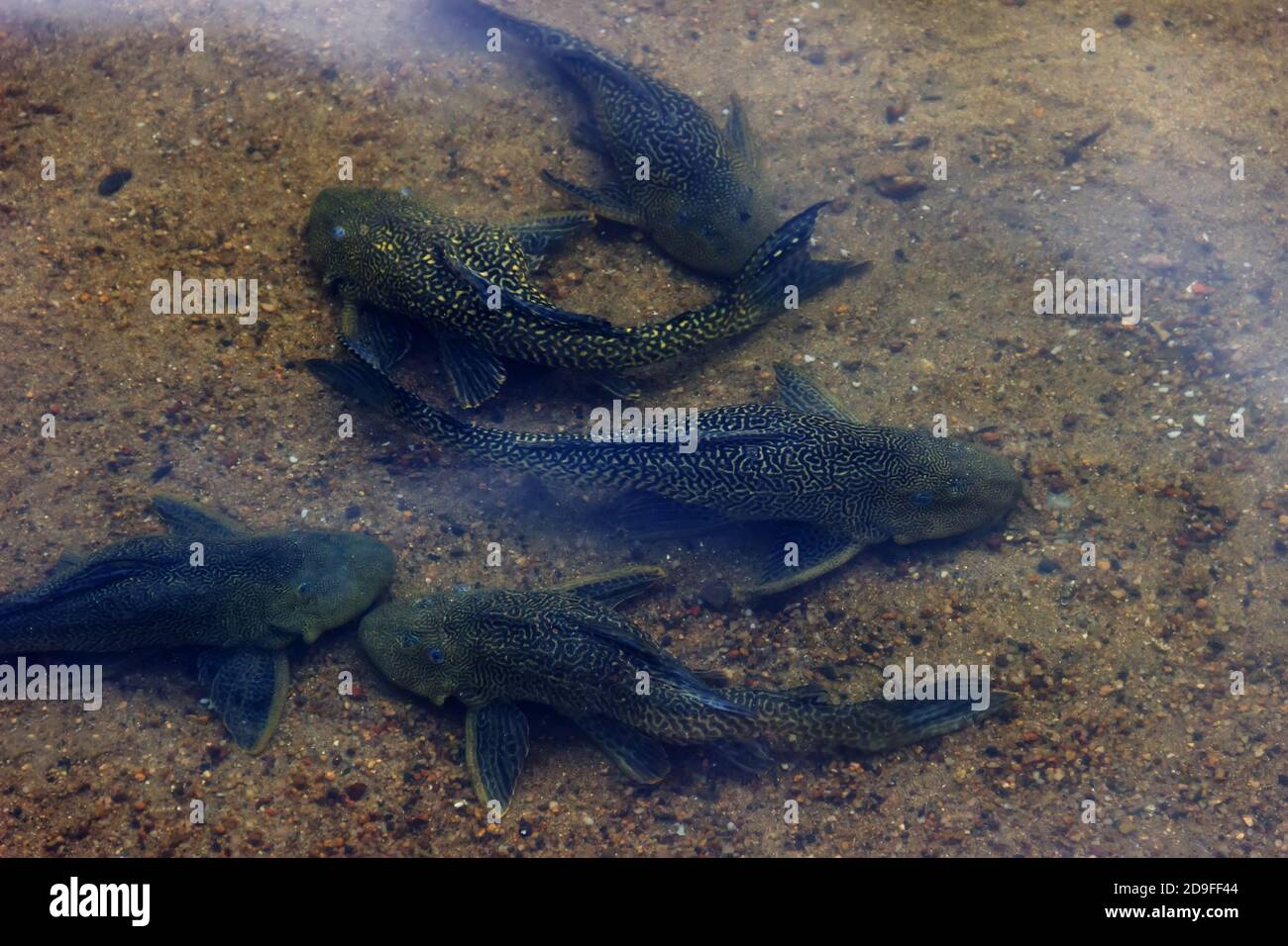 Large number of fishes in kandy lake, sri lanka. Catfish in shallow