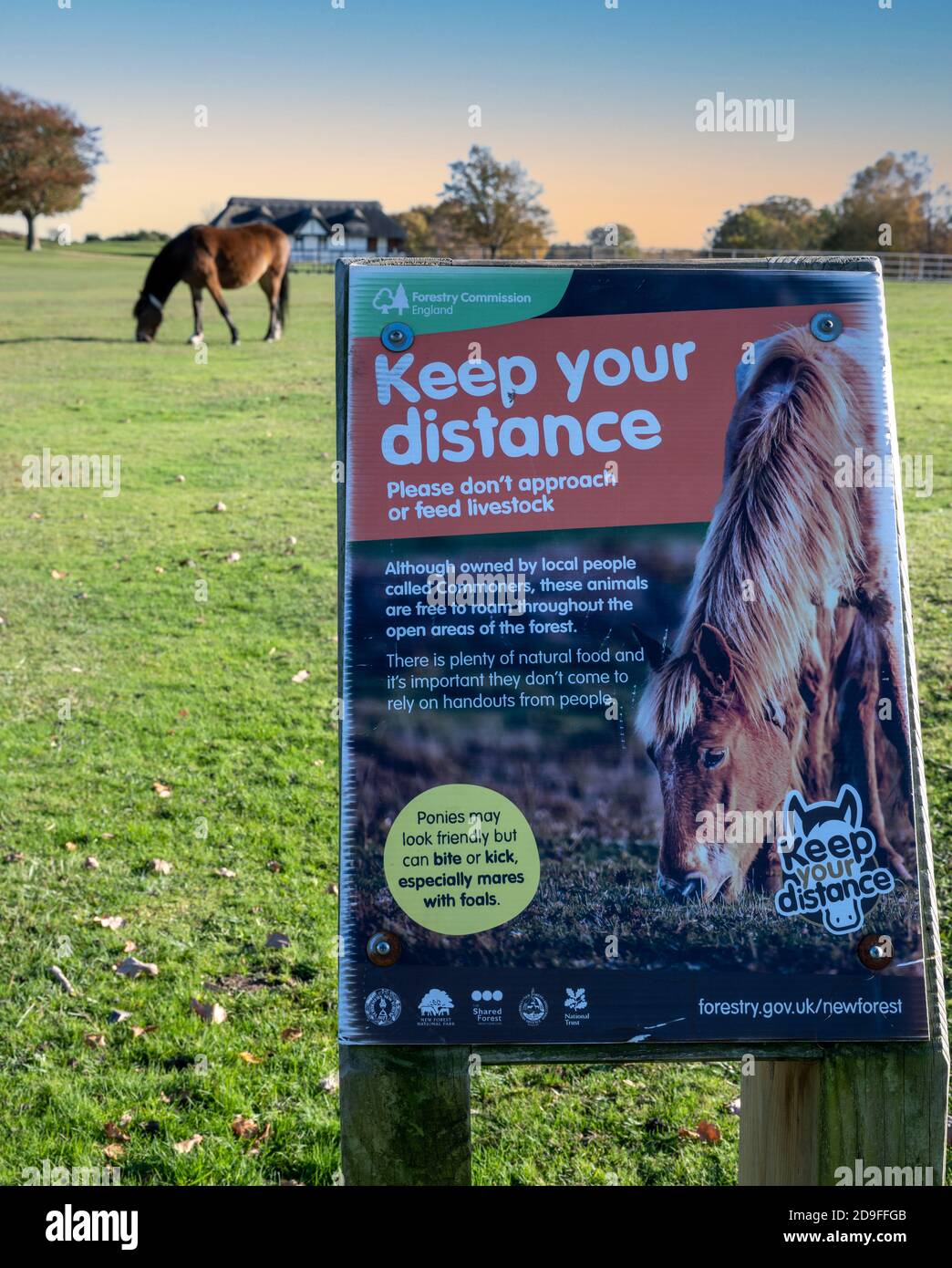 Visitor warning sign - keep your distance from New Forest ponies - Boltons Bench, Lyndhurst, New Forest, Hampshire, England, UK Stock Photo