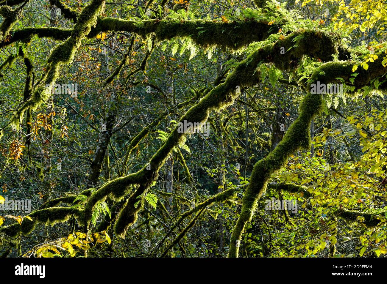 Licorice ferns on Big Leaved Maple tree, Goldstream Provincial Park