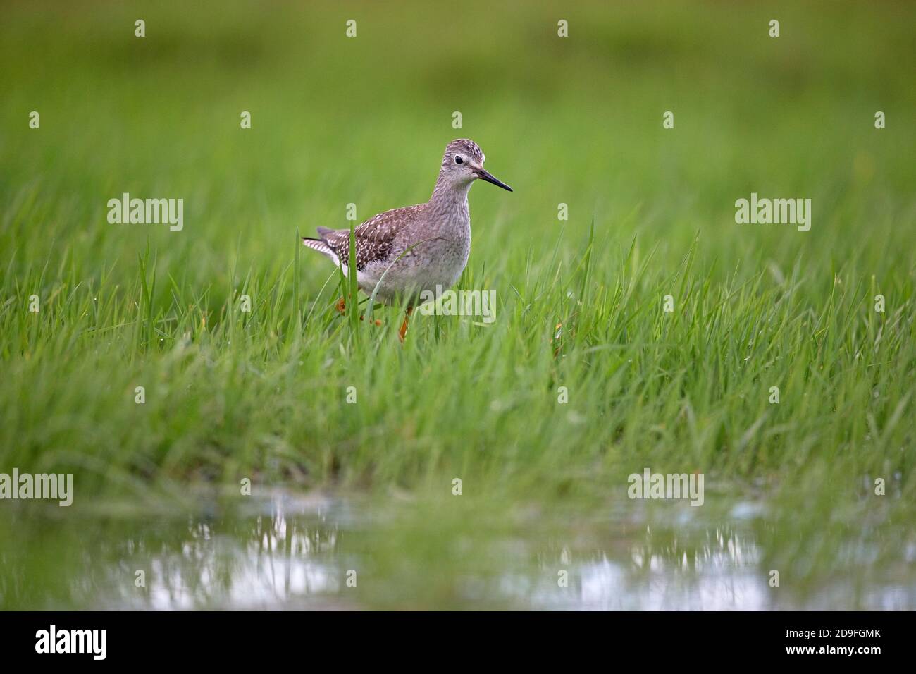 Lesser Yellowlegs (Tringa flavipes) Stock Photo