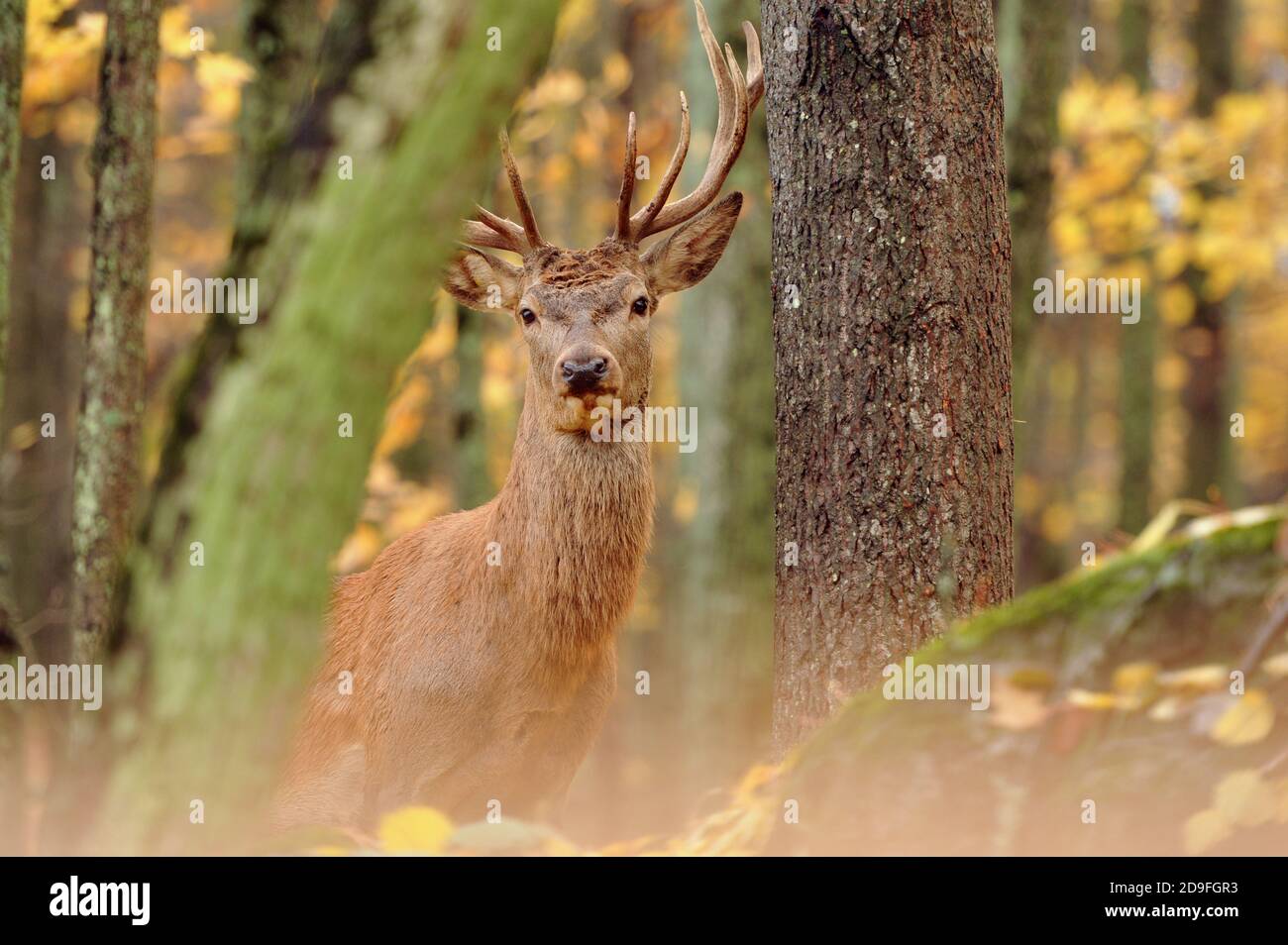 A Red Deer (Cervus elaphus) hiding in the forest on an autumn day. Stock Photo