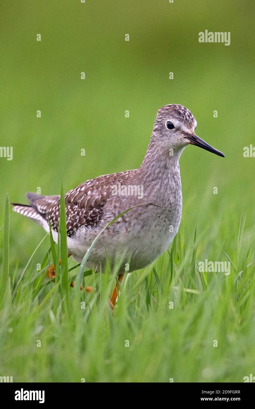 Lesser Yellowlegs (Tringa flavipes) Stock Photo
