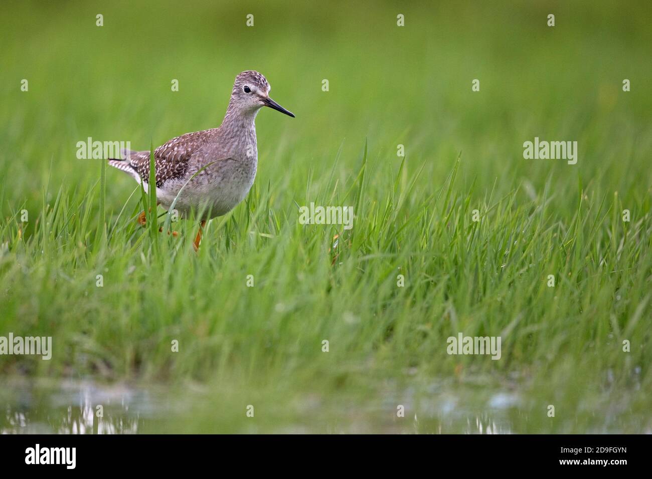 Lesser Yellowlegs (Tringa flavipes) Stock Photo