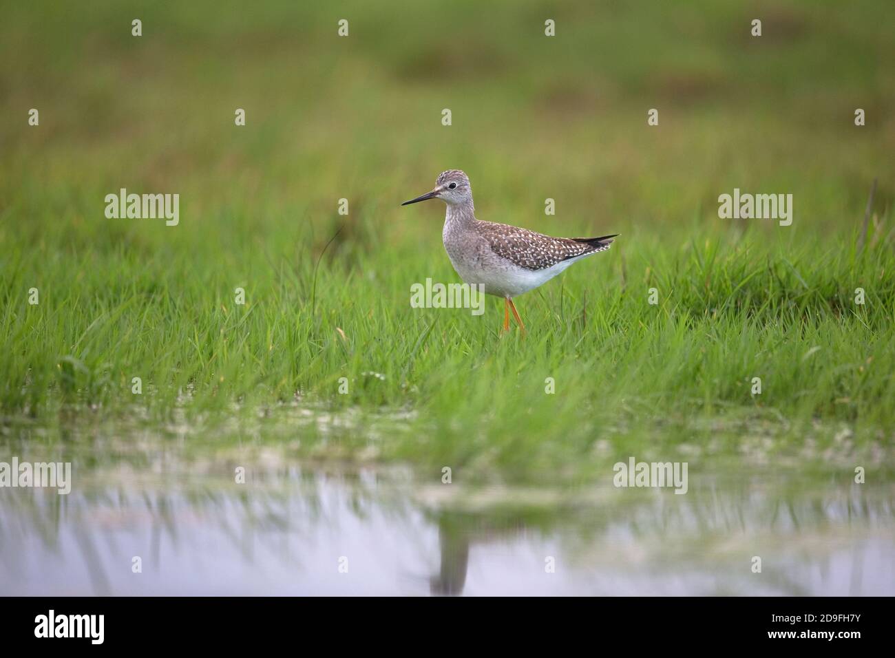 Lesser Yellowlegs (Tringa flavipes) Stock Photo