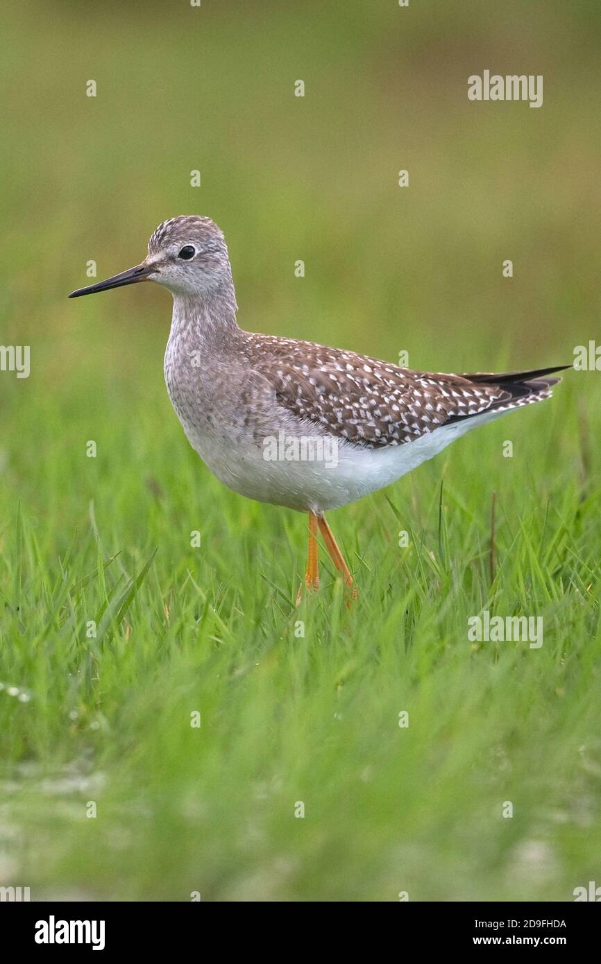 Lesser Yellowlegs (Tringa flavipes) Stock Photo