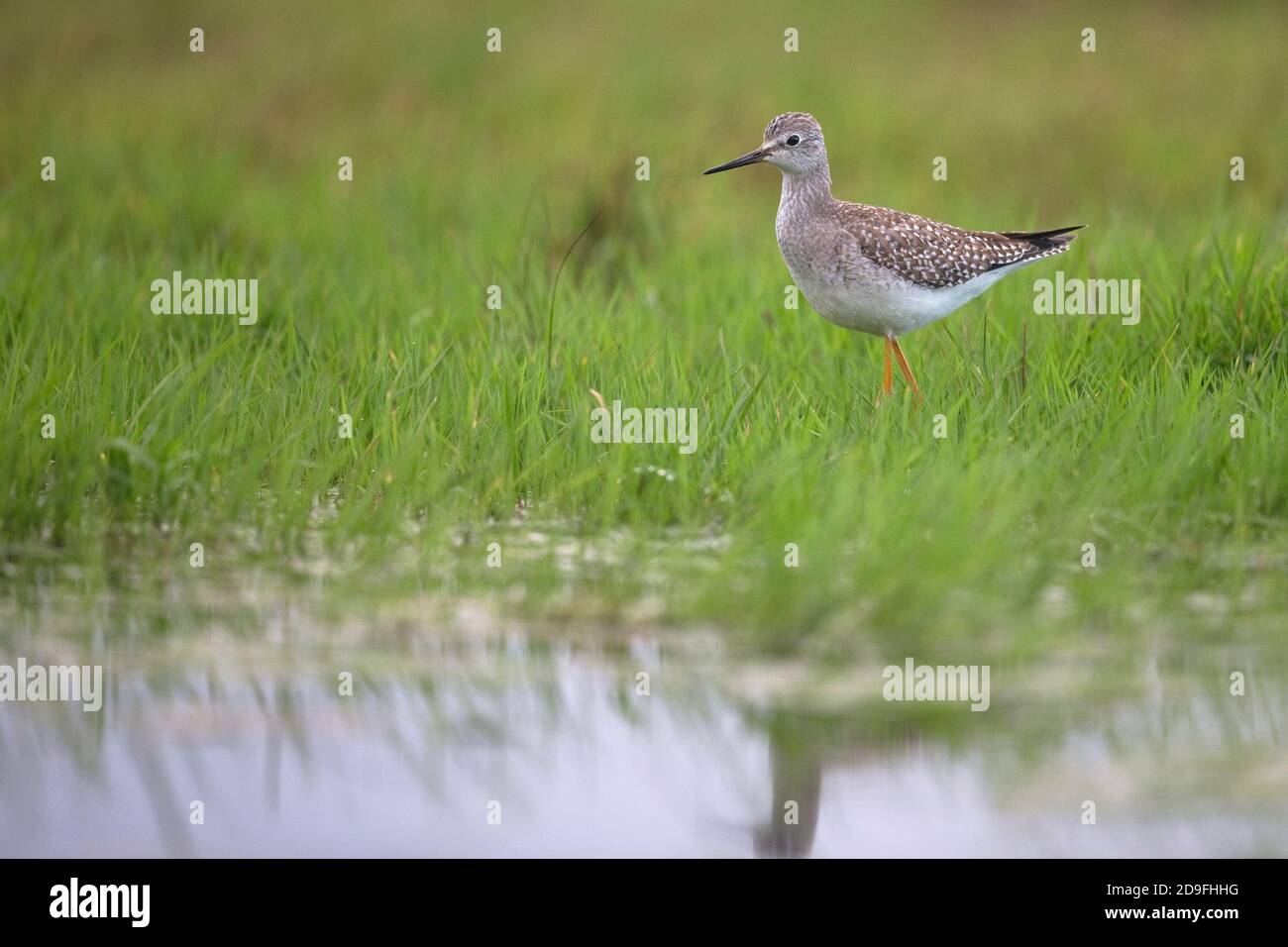Lesser Yellowlegs (Tringa flavipes) Stock Photo