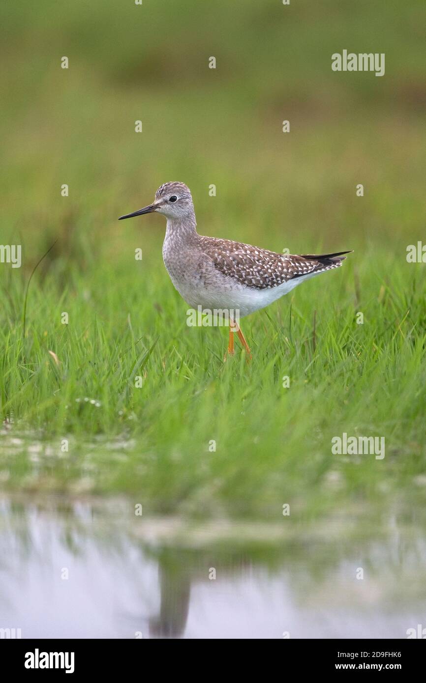 Lesser Yellowlegs (Tringa flavipes) Stock Photo