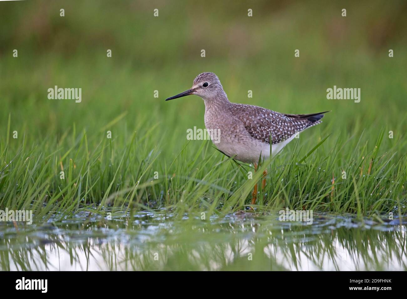 Lesser Yellowlegs (Tringa flavipes) Stock Photo