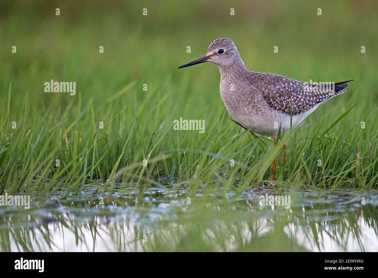Lesser Yellowlegs (Tringa flavipes) Stock Photo
