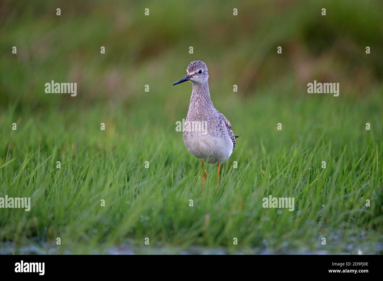 Lesser Yellowlegs (Tringa flavipes) Stock Photo